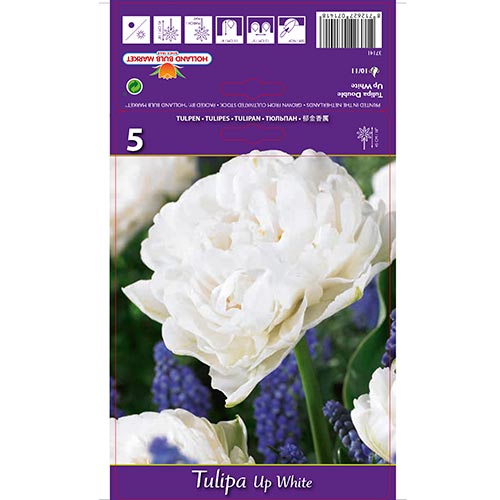 Tulipán Up White - Bulbos: Ilość w opakowaniu: 5 bulbos