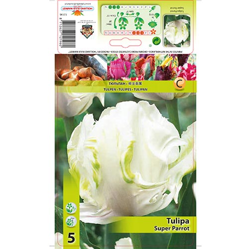 Tulipán Super Parrot - Bulbos: Ilość w opakowaniu: 5 bulbos