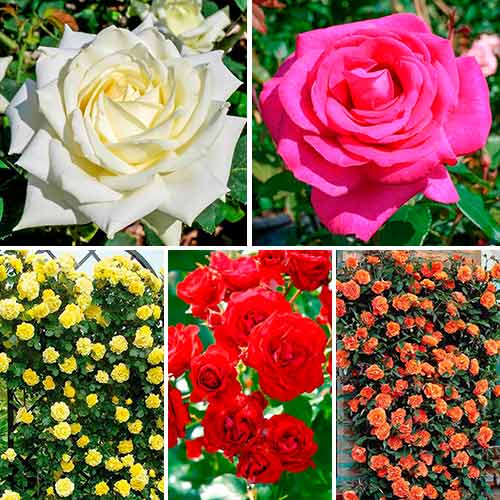 Super oferta! Zestaw róż Flower symphony, zestaw 5 sadzonek - Sadzonki: Ilość w opakowaniu: 5 sadz