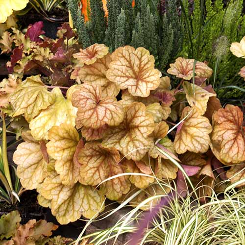 1 sadz, Żurawka (Heuchera) Champagne, С2 - Sadzonki: Ilość w opakowaniu: 1 sadz