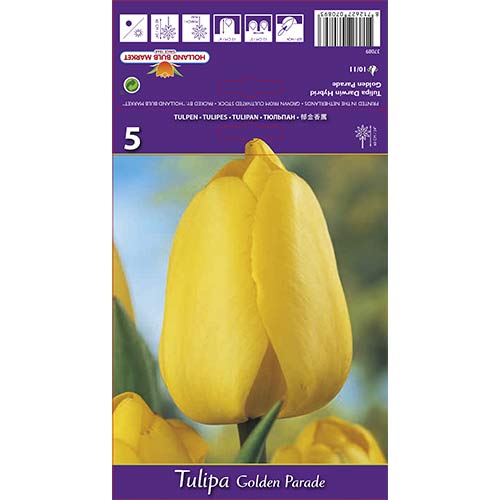 5 szt., Tulipan Darwina Golden Parade - Cebule: Ilość w opakowaniu: 5 szt.