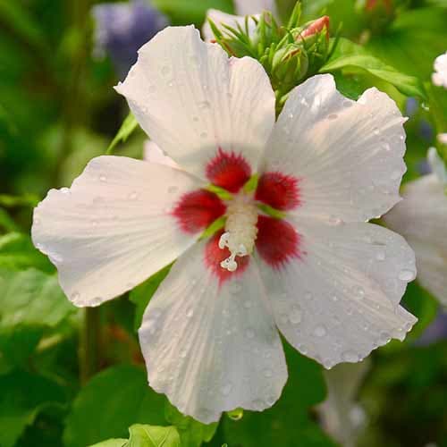 1 sadz, Hibiskus (Ketmia syryjska) Mathilde - Sadzonki: Ilość w opakowaniu: 1 sadz