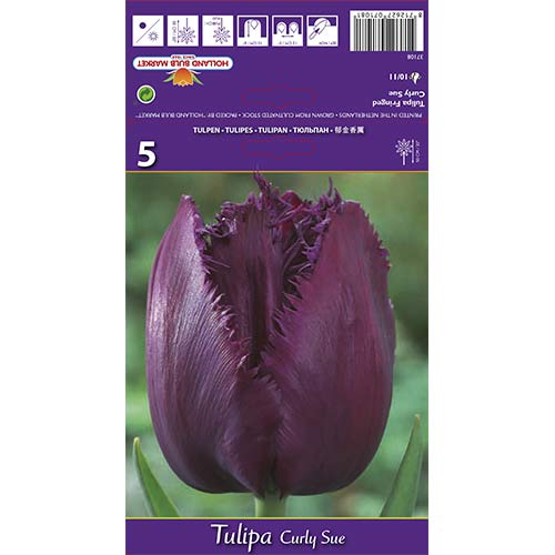 5 szt., Tulipan strzępiasty Curly Sue - Cebule: Ilość w opakowaniu: 5 szt.