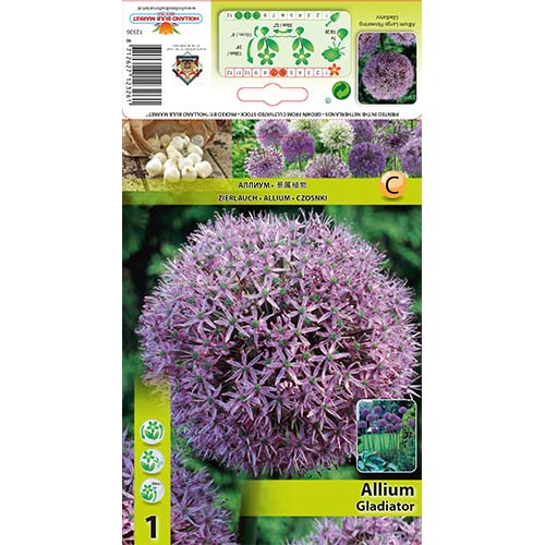 Czosnek (Allium) Gladiator - Cebule: Ilość w opakowaniu: 1 szt. - GradinaMax