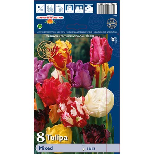 Tulipan papuzi, mix kolorw - Cebule. Ilość w opakowaniu: 8 szt. - GradinaMax