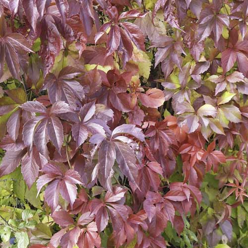 1 sadz, Parthenocissus quinquefolia Redwall Troki, С2 - Sadzonki: Ilość w opakowaniu: 1 sadz