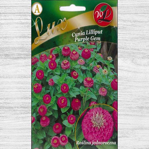1 szt, Cynia wytworna Liliput Purple Gem - Nasiona: Ilość w opakowaniu: 0.5 g