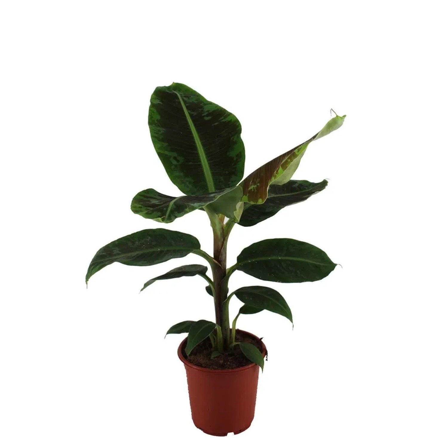 Bananowiec (Musa Dwarf Cavendish) - wys. około 90 cm, don. 21 cm