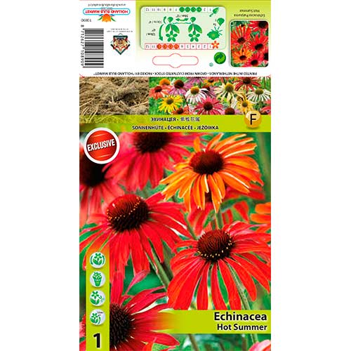 1 buc, Echinacea Hot Summer - Bulbi: Mod de ambalare: 1 buc
