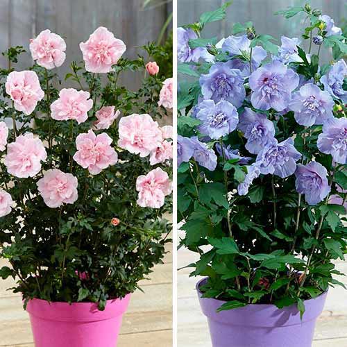 Ofertă specială! Hibiscus, set de 2 soiuri - Puieți: Mod de ambalare: 2 buc