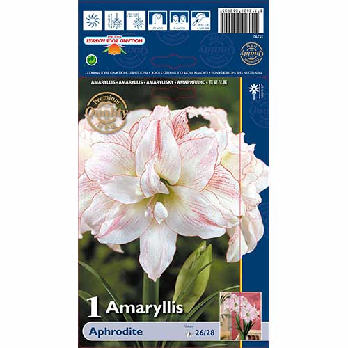 1 buc, Crin de cameră (Amaryllis) Aphrodite - Bulbi: Mod de ambalare: 1 buc