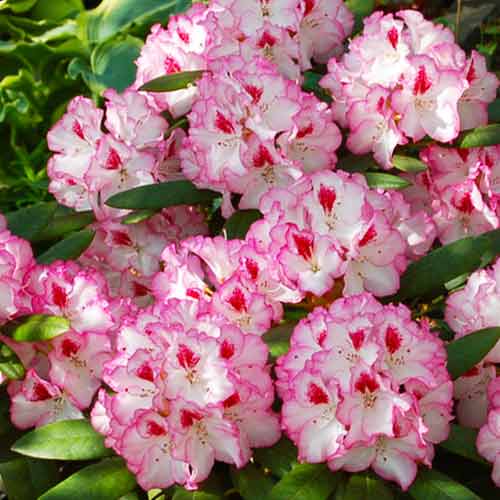 1 buc, Rhododendron Danuta - Răsaduri: Mod de ambalare: 1 buc