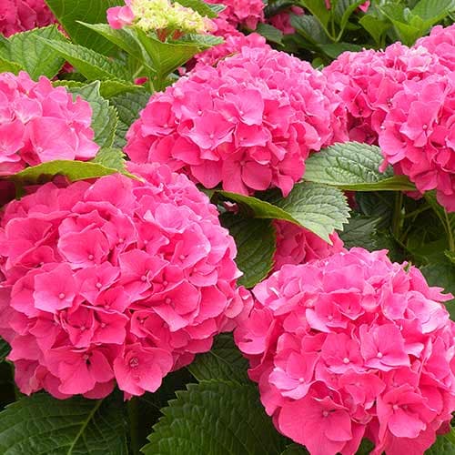 1 buc, Hortensia macrophylla Masja - Răsaduri: Mod de ambalare: 1 buc