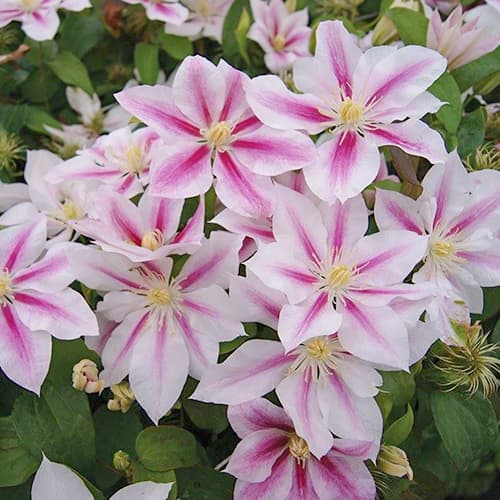 1 buc, Clematis Andromeda, C2 - Răsaduri: Mod de ambalare: 1 buc