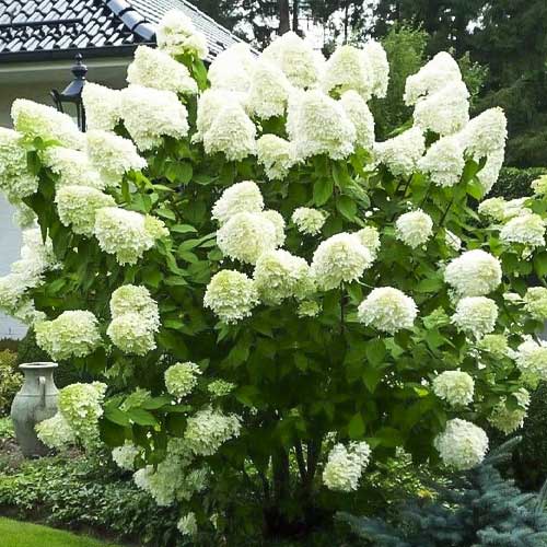 1 buc, Hydrangea panic. Polar Bear, С2 - Răsaduri: Mod de ambalare: 1 buc
