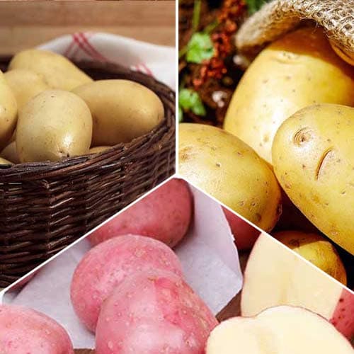 3 kg, Ofertă specială! Cartofi de sămânță cu Miez galben, set de 3 soiuri - Tuberculi: Mod de ambalare: 3 kg