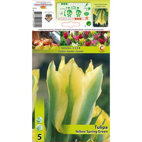5 buc, Lalele Yellow Spring Green - Bulbi: Mod de ambalare: 5 buc