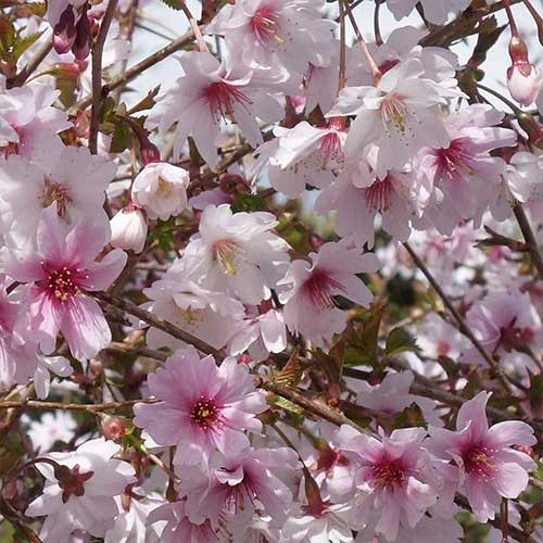 1 buc, Cireș japonez (Prunus) Mikinori - Răsaduri: Mod de ambalare: 1 buc