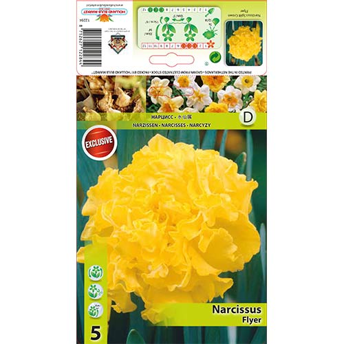 5 buc, Narcise Flyer - Bulbi: Mod de ambalare: 5 buc