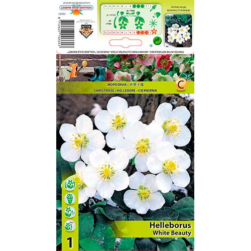 1 cib, Čemeřice (Helleborus) White Beauty - : Monžstvo balíkov: 1 cib