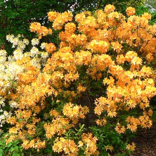 1 saz, Rododendron Golden Lights - : Monžstvo balíkov: 1 saz