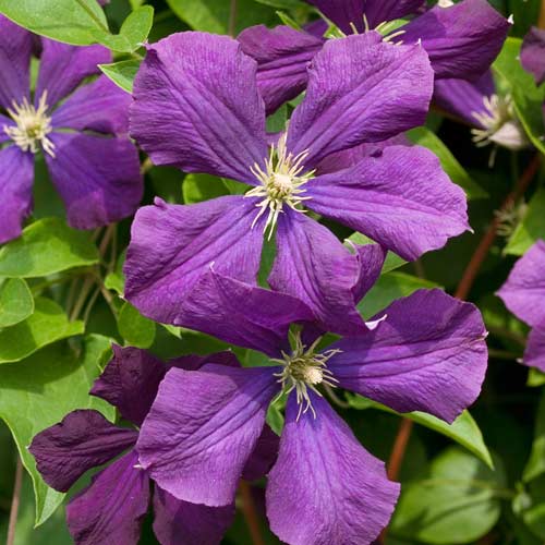 1 saz, Plamének Etoile Violette - : Monžstvo balíkov: 1 saz