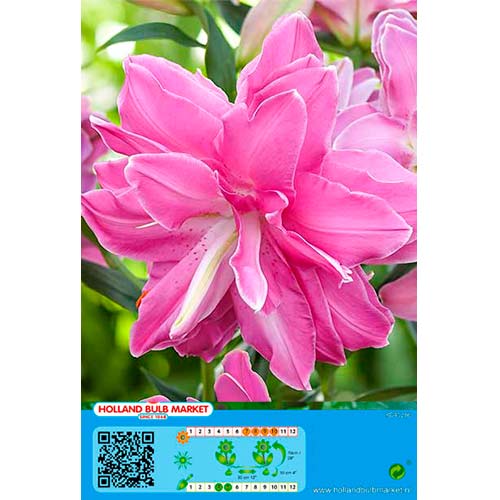 1 cib, Lilie orientální Lotus Wonder - : Monžstvo balíkov: 1 cib