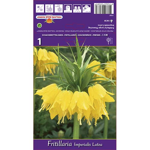 1 kus, Řebřík královský Lutea - : Monžstvo balíkov: 1 kus