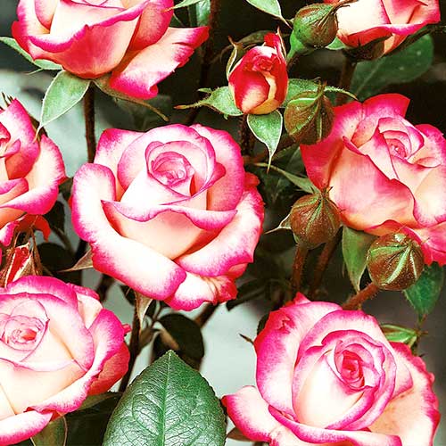1 saz, Růža floribunda Pink White - : Monžstvo balíkov: 1 saz