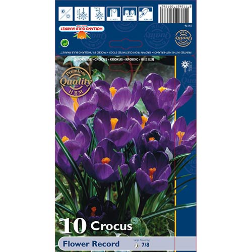 10 kus, Šafrán Flower Record - : Monžstvo balíkov: 10 kus