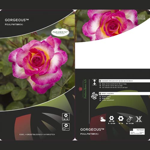1 saz, Růže velkokvětá Gorgeous Paramount , С5 - : Monžstvo balíkov: 1 saz