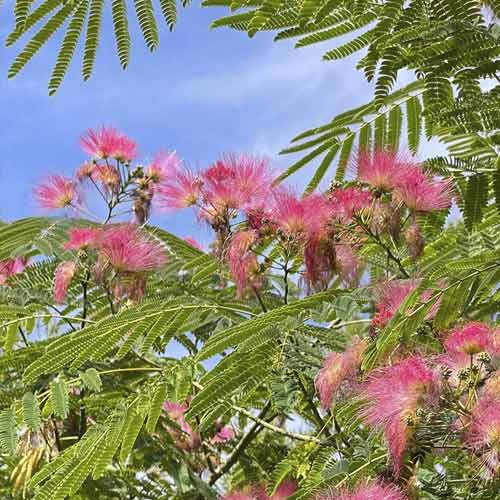 1 saz, Albizia Ombrella PBR, C7,5 - : Monžstvo balíkov: 1 saz