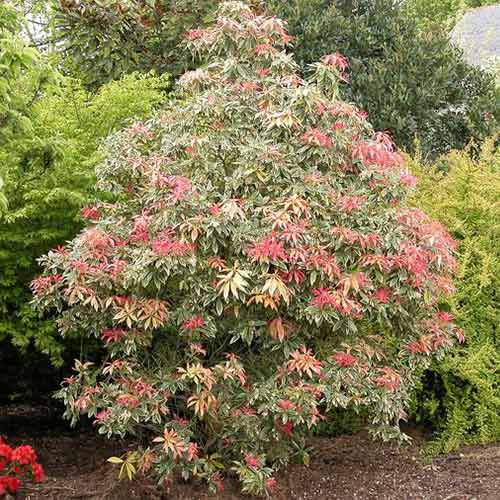 1 kus, Pieris japonský Flaming Silver - : Monžstvo balíkov: 1 kus
