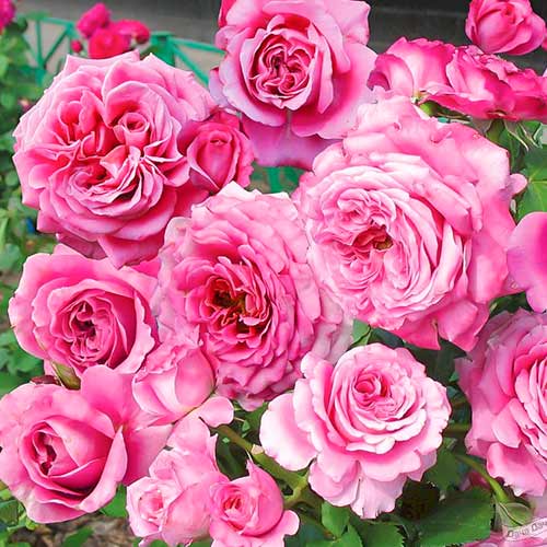 1 saz, Růže floribunda Picotee Vaza - : Monžstvo balíkov: 1 saz