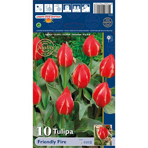 10 kus, Tulipán Friendly Fire - : Monžstvo balíkov: 10 kus
