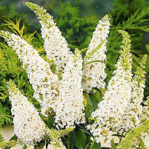 Budlea Dávidova White Profusion, С2 - : Monžstvo balíkov: 1 sad