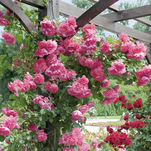 Ruža lezecká Rosarium Uetersen - : Monžstvo balíkov: 1 sad