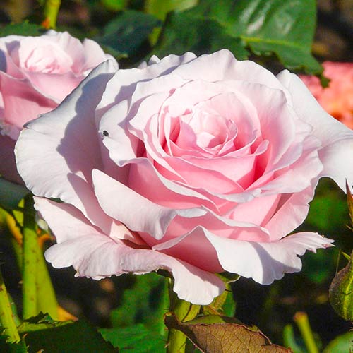 Ruža veľkokvetá Light Pink - : Monžstvo balíkov: 1 sad
