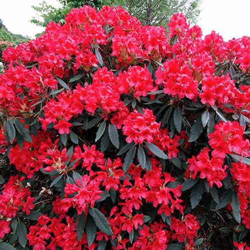 Rododendron Dotella - : Monžstvo balíkov: 1 sad
