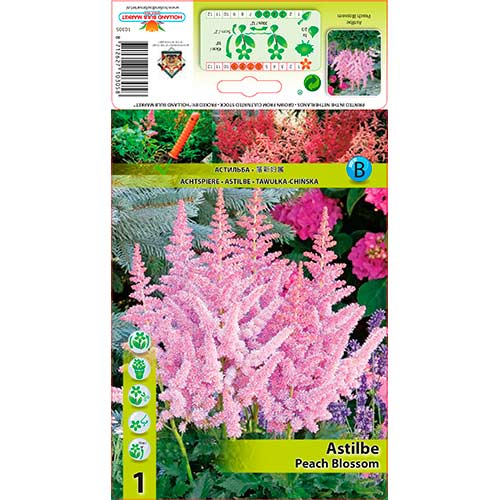 Astilba Peach Blossom - : Monžstvo balíkov: 1 kus