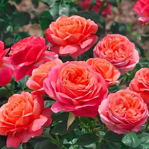 Ruža floribunda Peach Vaza - : Monžstvo balíkov: 1 sad