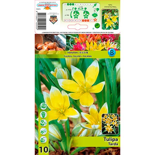 10 cib, Tulipán Tarda - : Monžstvo balíkov: 10 cib