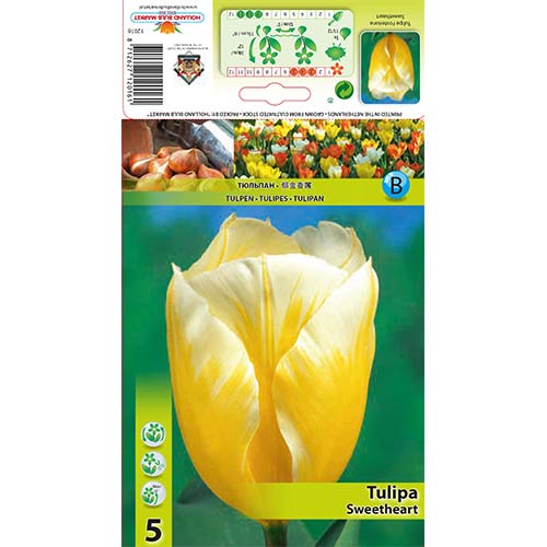5 cib, Tulipán Sweetheart - : Monžstvo balíkov: 5 cib