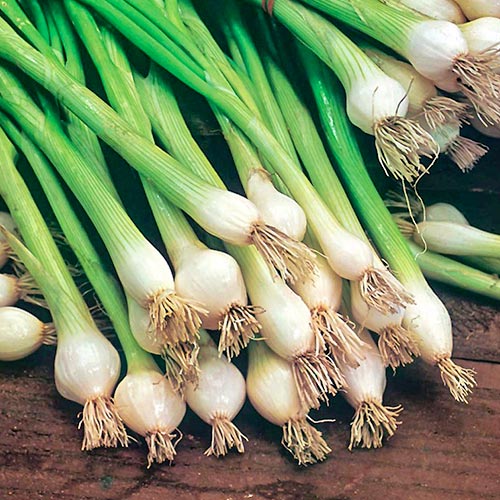 Zelená cibuľa Blanca de Lisboa - : Monžstvo balíkov: 1 ob