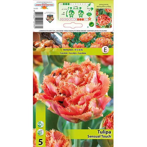 5 cib, Tulipán Sensual Touch - : Monžstvo balíkov: 5 cib