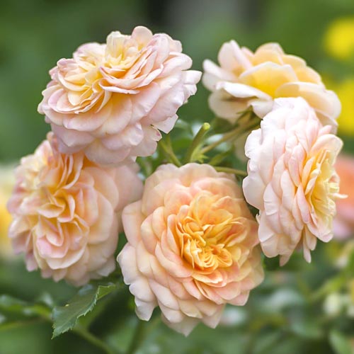 Ruža floribunda Apricot - : Monžstvo balíkov: 1 sad