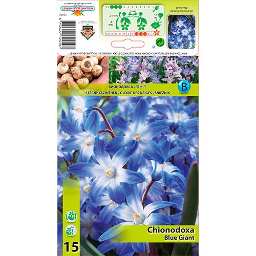 15 cib, Modravka Forbesii Blue Giant - : Monžstvo balíkov: 15 cib