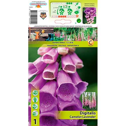 Náprstník červený Camelot Lavender - : Monžstvo balíkov: 1 kus
