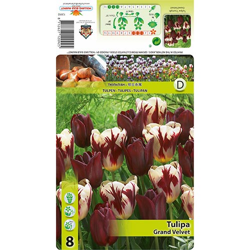 8 cib, Tulipán Grand Velvet - : Monžstvo balíkov: 8 cib