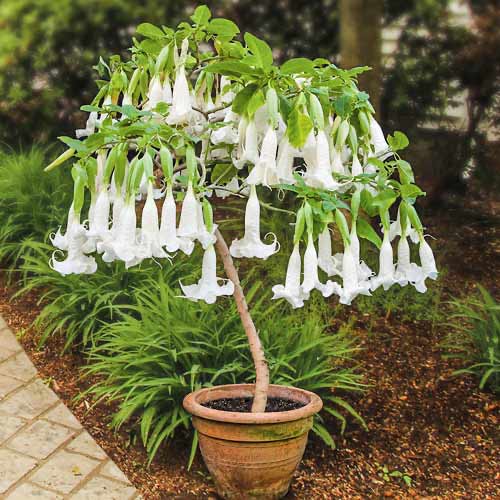 Brugmansia White - : Monžstvo balíkov: 1 sad